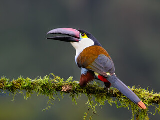 Fototapeta premium Black-billed Mountain-Toucan Perched on Mossy Branch in Cloud Forest