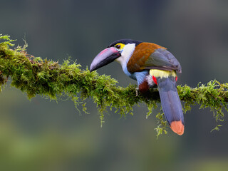 Fototapeta premium Black-billed Mountain-Toucan Perched on Mossy Branch in Cloud Forest