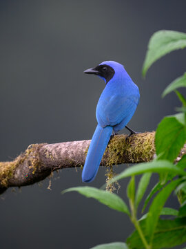 Black-collared Jay Perched On Mossy Branch In Cloud Forest