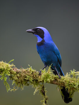 Black-collared Jay Perched On Mossy Branch In Cloud Forest