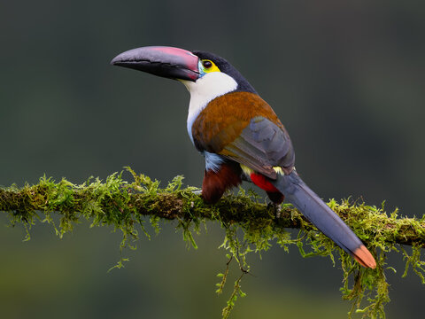 Black-billed Mountain-Toucan Perched on Mossy Branch in Cloud Forest