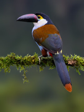 Black-billed Mountain-Toucan Perched on Mossy Branch in Cloud Forest