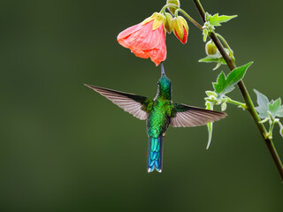 Fototapeta premium Long-tailed Sylph Hummingbird Feeding on Nectar from Abutilon Flower