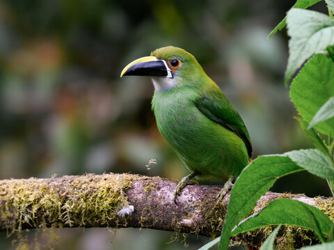 Southern Emerald-Toucanet Perched on Mossy Branch in Cloud Forest