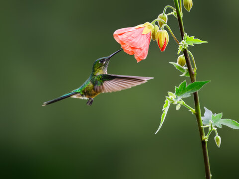 Female Long-tailed Sylph Hummingbird Hovering and Feeding on Pink Abutilon Flower