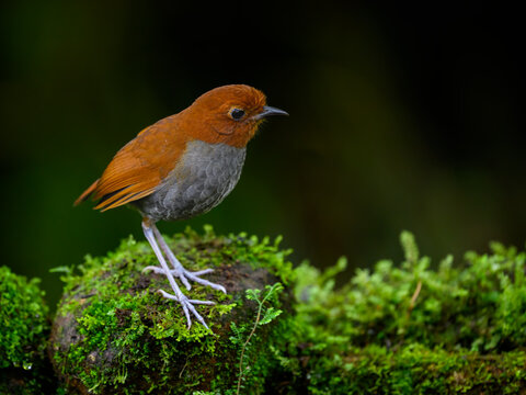 Bicolored Antpitta Perched on Mossy Branch in Tropical Rainforest