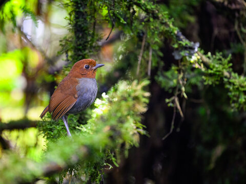 Bicolored Antpitta Perched on Mossy Branch in Tropical Rainforest