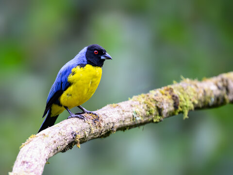 Hooded Mountain Tanager Perched On Mossy Branch In Cloud Forest