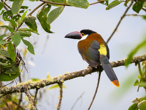 Black-billed Mountain-Toucan Perched on Mossy Branch in Cloud Forest