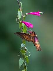 Fototapeta premium Shining Sunbeam Hummingbird Feeding From Pink Tubular Flowers