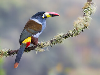 Fototapeta premium Black-billed Mountain-Toucan Perched on Mossy Branch in Cloud Forest