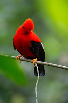 Male Andean Cock-of-the-rock Perched on Branch in Cloud Forest
