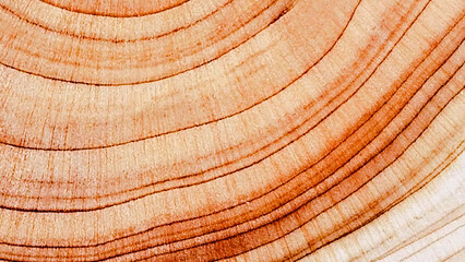 Fototapeta premium Abstract Soft Wood Grain Texture Minimalist Natural Background