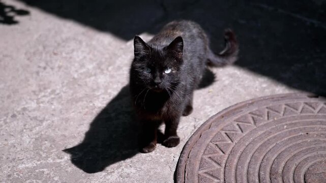 A black cat with piercing green eyes stands outdoors, casting a shadow on the pavement near a manhole cover, portraying a sense of mystery and independence.