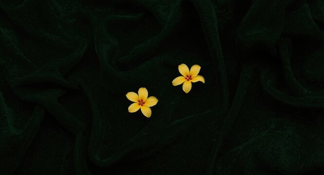 Dark green backdrop featuring twin yellow flowers with vivid red centers