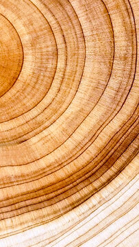 Natural Tree Ring Pattern Sustainable Wood Surface Backgrounds