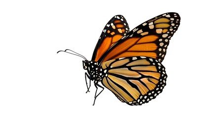 Fototapeta premium Monarch Butterfly - A Vibrant Insect in Flight.