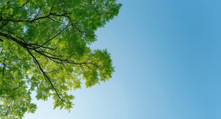 Fototapeta premium Natural green leaves on extended tree branches set against a clean blue sky with copy space