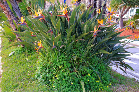 Gros bouquet de fleures les oiseaux de paradis