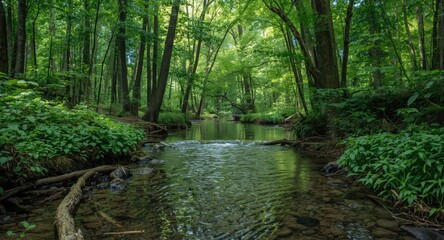 Obraz premium Serene stream running softly beneath a lush dense canopy of tall forest trees and plants