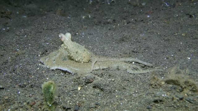 A long-armed octopus