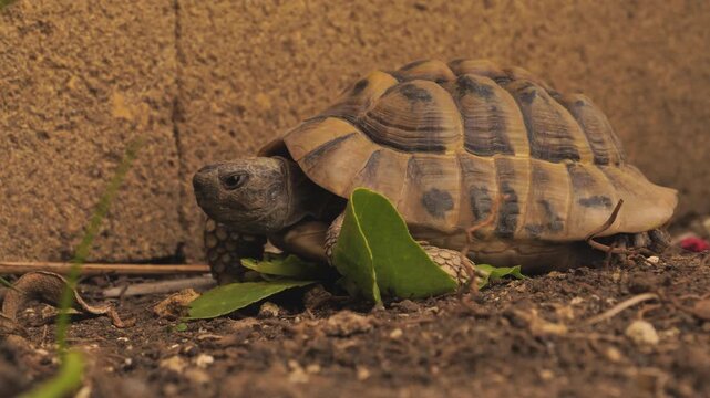 Tortoise feeding on a green leaf on the ground, captured in natural light with detailed textures of shell and soil, showcasing slow movement and animal behavior.