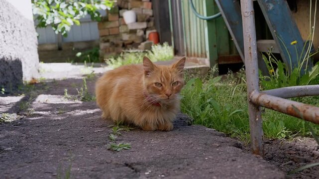 A ginger cat sits peacefully in a garden, enjoying the serene atmosphere. Its calm presence adds to the tranquility of the scene.