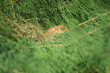 Fototapeta premium Garden Chameleon Hiding Among Green Sea Pine Needles