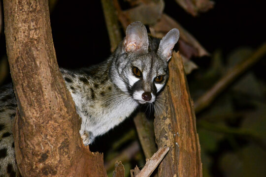 A Common Genet perches in a tree in the Yabello area of Ethiopia.