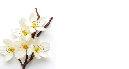 Obraz premium Delightful vanilla blossoms shown on a plain white background