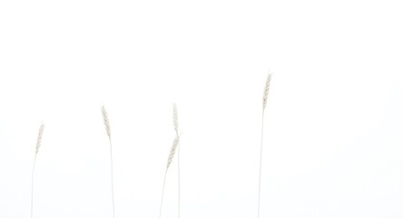 Fototapeta premium Full depth of field image of wheat ears on a clean white background