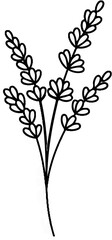 Fototapeta premium A simple black and white outline drawing of lavender flowers