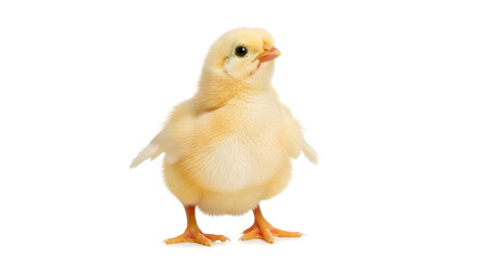 Fototapeta premium A small yellow chick standing on a plain white background looking cute