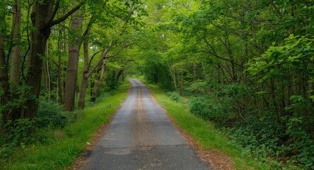 Quiet meandering path surrounded by flourishing forest trees