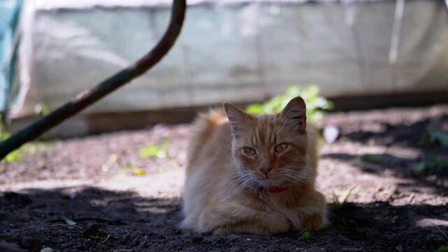 An adorable ginger cat finds respite from the summer sun under the cool shade of a greenhouse, enjoying a peaceful moment in the garden.