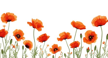 Naklejka premium Orange and red poppies isolated on a white floral background perfect for seasonal design elements
