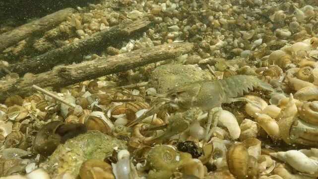 Underwater footage of the Danube Crayfish (Astacus leptodactylus) in its natural habitat, in natural light. The crayfish moves slowly along the river bottom, covered with water snail shells.
