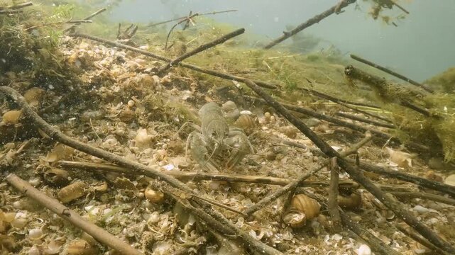 Underwater footage of the Danube Crayfish (Astacus leptodactylus) in its natural habitat, in natural light. The crayfish moves slowly along the river bottom, covered with water snail shells.