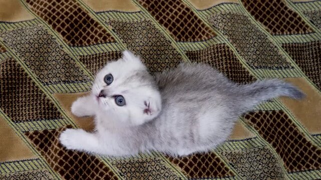 Close-up of a tiny, fluffy grey Scottish Fold kitten with large blue eyes sitting on a brown patterned fabric sofa and curiously looking up.