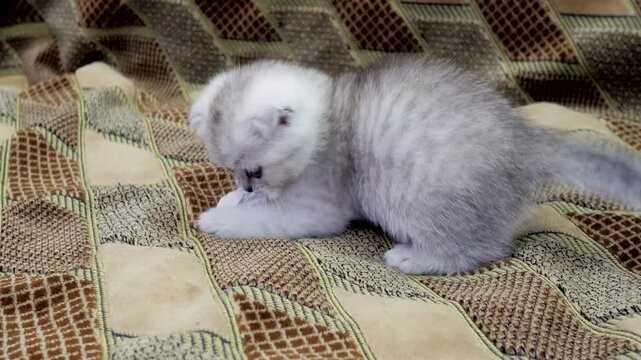 Small fluffy grey Scottish Fold kitten playing with white crumpled paper ball on brown patterned sofa.