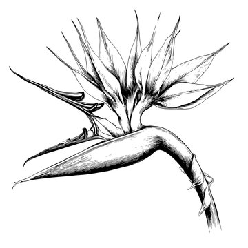 Exquisite Hand-Drawn Bird of Paradise Flower Illustration - Realistic Botanical Art for Adobe Stock
