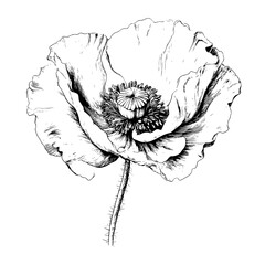 Beautiful Hand Drawn Poppy Flower Illustration - Adobe Stock © Sofyan