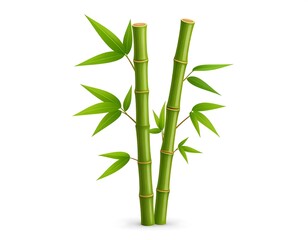 Fototapeta premium Two green bamboo stalks with light green leaves isolated on a white background