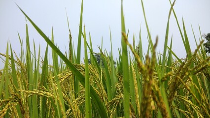 Obraz premium rice field 