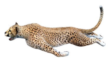 3D Rendering Big Cat Cheetah on White © photosvac