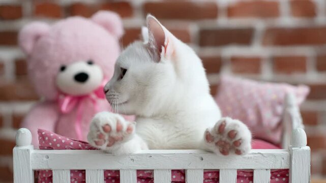 Adorable kitten playfully paws in basket with pink teddy bear backdrop