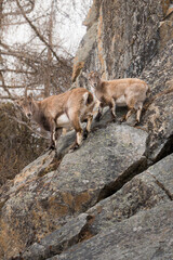 Obraz premium Alpine ibex grazing on steep rocky mountain slope