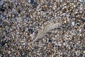 Feder liegt auf Muscheln am Strand, Rügen, Insel, Ostsee, Mecklenburg-Vorpommern, Deutschland, Europa © lichtbildmaster