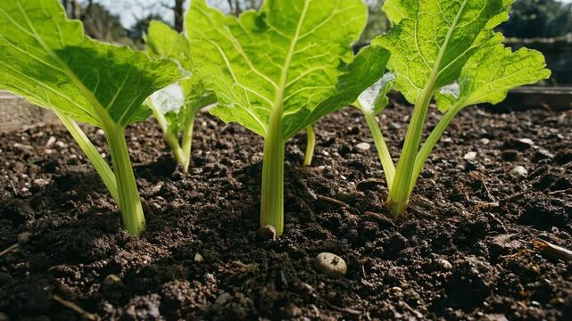 Time lapse of green rhubarb plants sprouting from rich garden soil in a wooden raised bed for gardening usage