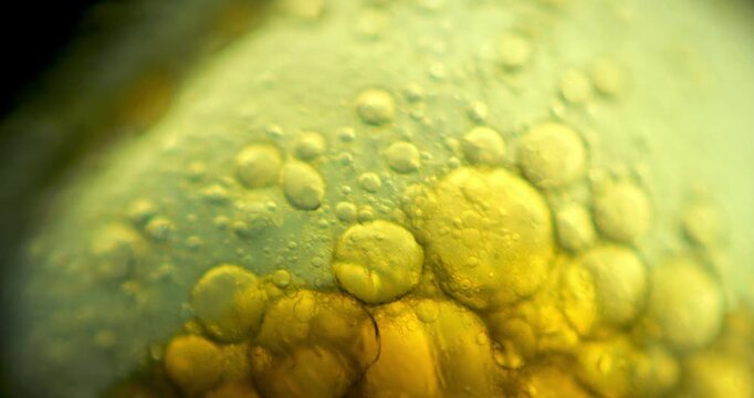 Microscopy Plant Cells Filled With Lipids Smooth Focus Shift And Movement In Laboratory 100x Magnification Biofuel Research Organic Material Analysis Biotechnology Scientific Visualization